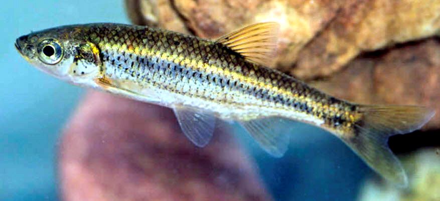 Squalius alburnoides_04.jpg